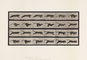 Tafel 720. Katze; Galoppierend von Eadweard Muybridge
