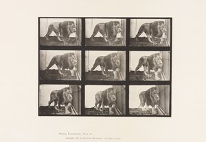 Tafel 721. Löwe; Gehend von Eadweard Muybridge