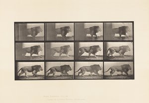Tafel 722. Löwe; Laufend von Eadweard Muybridge