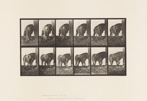 Tafel 724. Löwe; Laufend, Umdrehend von Eadweard Muybridge