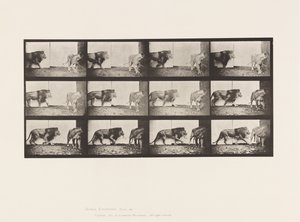 Tafel 726. Löwe und Löwin; Gehend von Eadweard Muybridge