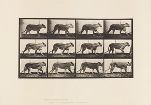 Platte 728. Löwin; Gehen; Löwe; Liegen von Eadweard Muybridge