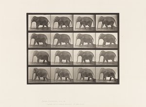 Tafel 732. Elefant; Laufend von Eadweard Muybridge