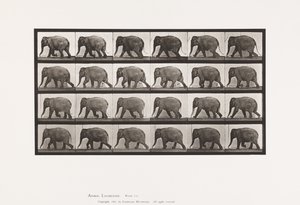 Platte 733. Elefant; Gehen von Eadweard Muybridge