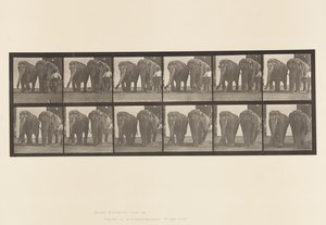Tafel 734. Elefanten; Zwei, Gehen von Eadweard Muybridge