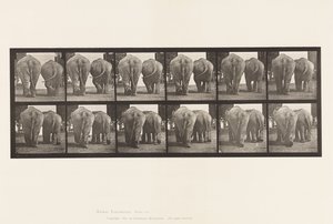 Tafel 735. Elefanten; Zwei, gehend von Eadweard Muybridge