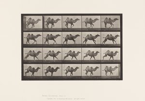 Platte 740. Baktrisches Kamel; (Jung), Galoppieren von Eadweard Muybridge