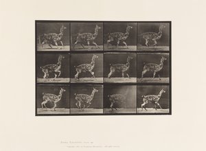 Platte 743. Guanako; Galoppieren von Eadweard Muybridge