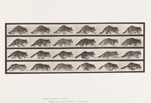 Tafel 744. Waschbär; Laufend; Wechsel zu Galoppierend von Eadweard Muybridge