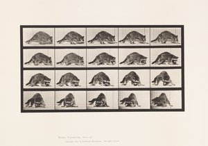 Tafel 745. Waschbär; Laufend; und Umdrehend von Eadweard Muybridge