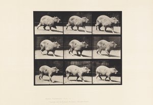 Tafel 746. Capybara; Gehend von Eadweard Muybridge
