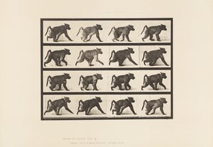 Tafel 747. Pavian; Auf allen Vieren gehend von Eadweard Muybridge