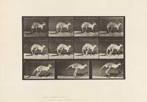 Tafel 751. Känguru; Auf allen Vieren gehen; Wechsel zum Springen von Eadweard Muybridge