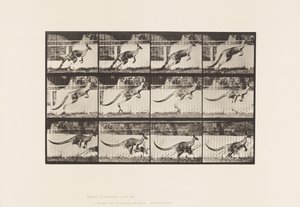 Tafel 752. Känguru; Springend von Eadweard Muybridge