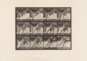 Tafel 753. Känguru; Springen von Eadweard Muybridge