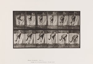 Tafel 754. Känguru; Springend von Eadweard Muybridge