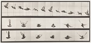 Tafel 755. Taube; fliegend
