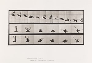 Tafel 755. Taube; Fliegend