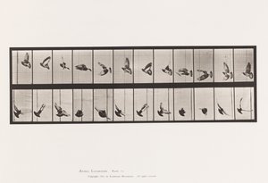 Tafel 756. Taube; Fliegend