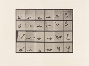Tafel 757. Taube; Fliegend