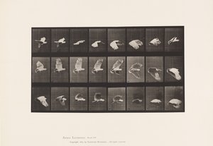 Tafel 758. Kakadu; Fliegend