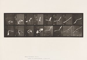 Tafel 761. Kakadu; Fliegend von Eadweard Muybridge