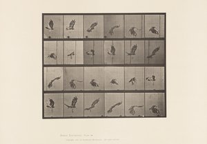 Tafel 763. Rotschwanzbussard; Fliegend von Eadweard Muybridge