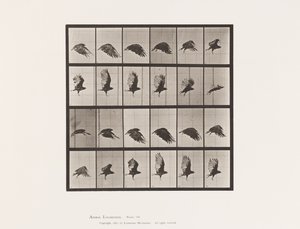 Tafel 765. Geier; Fliegend