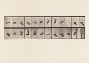 Tafel 766. Geier; Fliegend