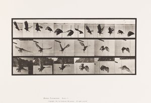 Tafel 767. Geier; Fliegend