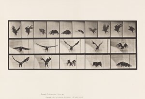 Tafel 769. Amerikanischer Adler; Fliegend