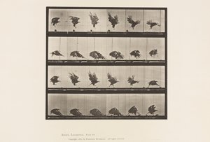 Tafel 770. Amerikanischer Adler; Fliegend nahe dem Boden von Eadweard Muybridge