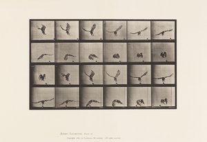 Tafel 771. Amerikanischer Adler; Fliegend in Bodennähe