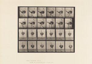 Tafel 772. Strauß; Gehend von Eadweard Muybridge