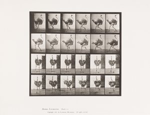 Tafel 773. Strauß; Laufend von Eadweard Muybridge