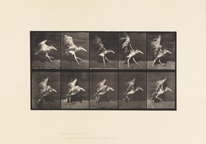 Tafel 775. Adjutant; Fliegender Lauf von Eadweard Muybridge