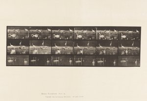 Tafel 776. Störche; Schwäne, usw., A, B, C von Eadweard Muybridge