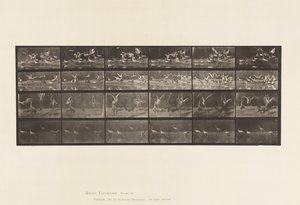 Tafel 777. Störche; usw., A, B, C, D von Eadweard Muybridge