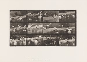 Tafel 780. Störche; Schwäne, usw. von Eadweard Muybridge