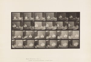 Tafel 781. Hühner; Erschreckt durch Torpedo