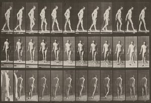 Tafel Nummer 559. Teilweise Paraplegie, Gehen mit Stock von Eadweard Muybridge