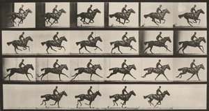 Tafel Nummer 625. "Bouquet" im Galopp von Eadweard Muybridge