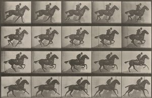 Tafel Nummer 628. "Daisy" im Galopp von Eadweard Muybridge