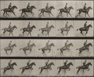 Tafel Nummer 636. „Daisy“ springt gesattelt über ein Hindernis und bereitet sich auf den Sprung vor von Eadweard Muybridge