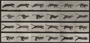 Tafel Nummer 720. Katze; galoppierend von Eadweard Muybridge