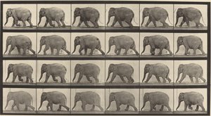 Tafel Nummer 733. Elefant geht von Eadweard Muybridge