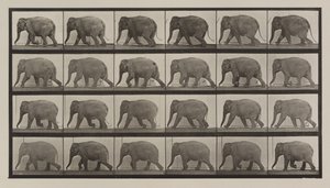 Tafel Nummer 733. Elefant im Gehen von Eadweard Muybridge