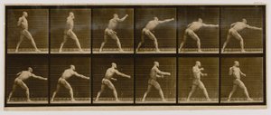 Boxer, der einen Schlag ausführt, aus dem Buch Animal Locomotion von Eadweard Muybridge