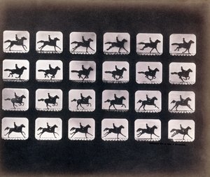Laufen (Galoppieren) von Eadweard J. Muybridge von Eadweard Muybridge