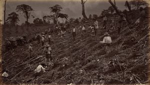 Anlage einer Kaffeeplantage in Antigua de Guatemala, 1875, veröffentlicht 1877
